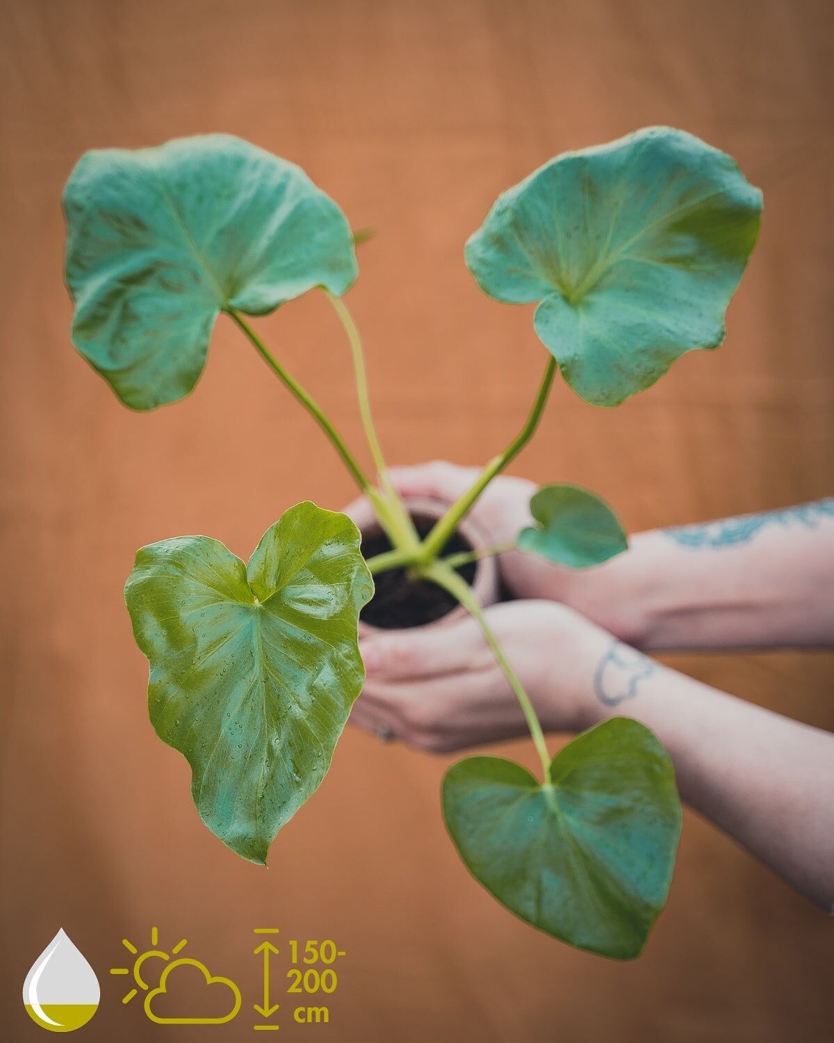 KWEEKSET PHILODENDRON SELLOUM