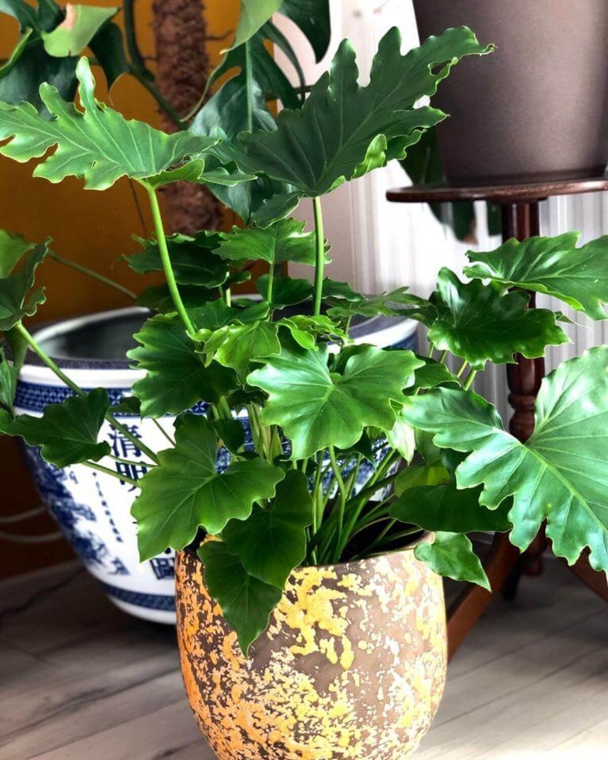 KWEEKSET PHILODENDRON SELLOUM