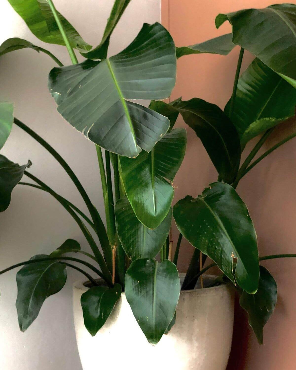 KWEEKSET STRELITZIA NICOLAI