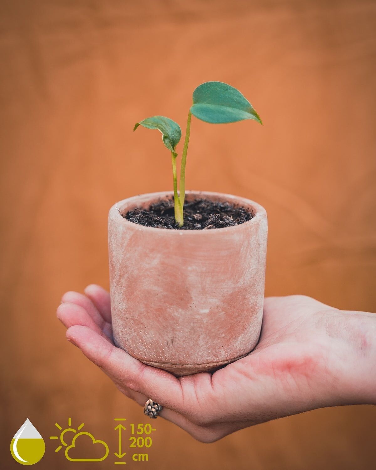 KWEEKSET MONSTERA DELICIOSA