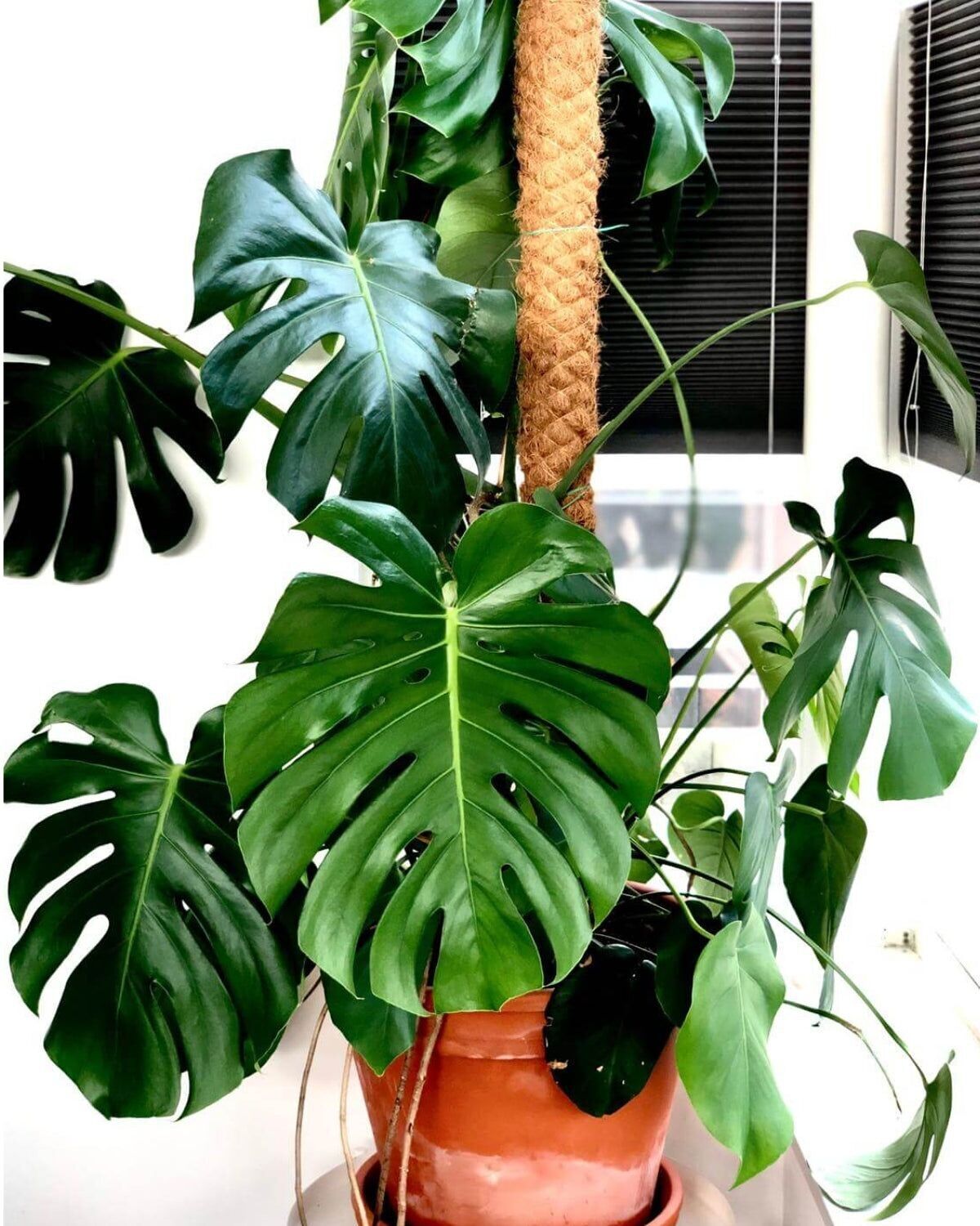 KWEEKSET MONSTERA DELICIOSA