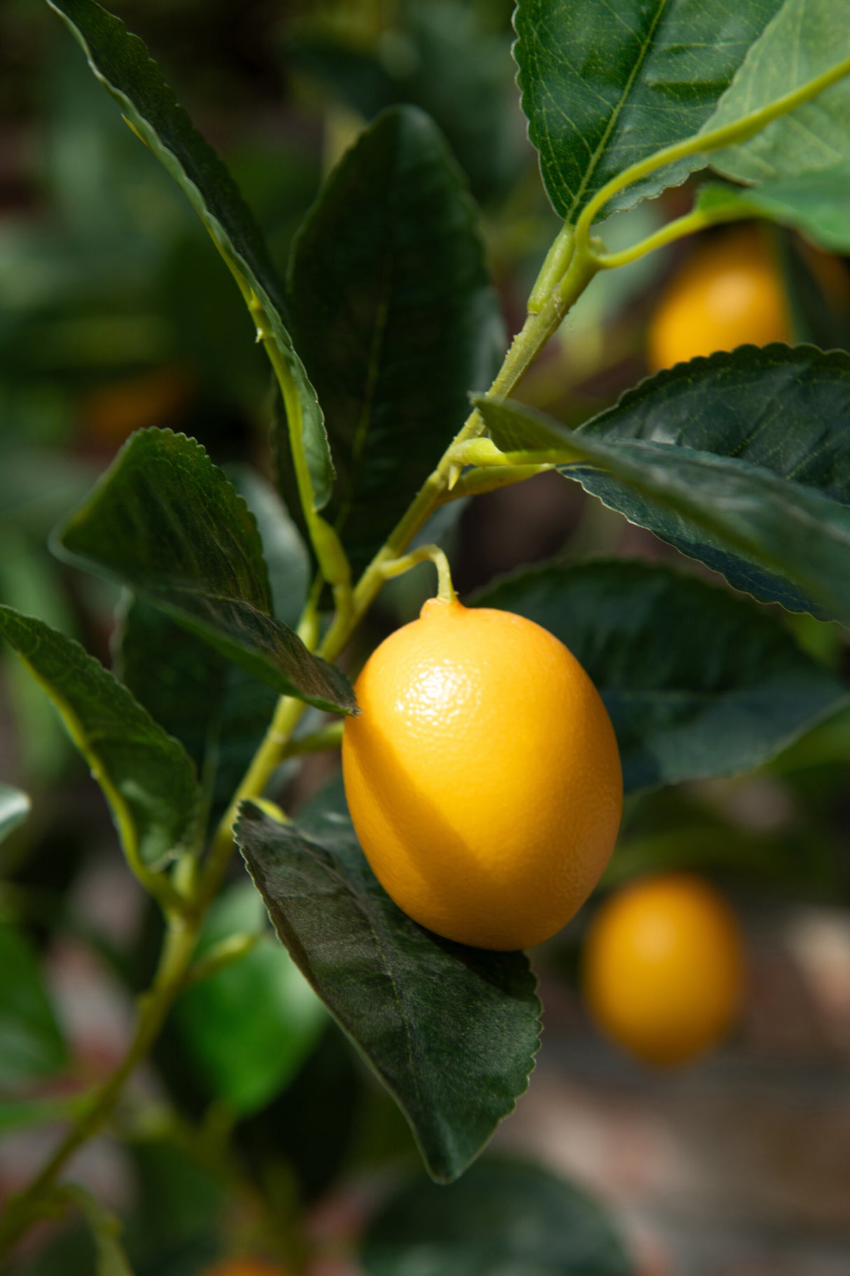 KUNSTSTOFPLANT - CITROENBOOM