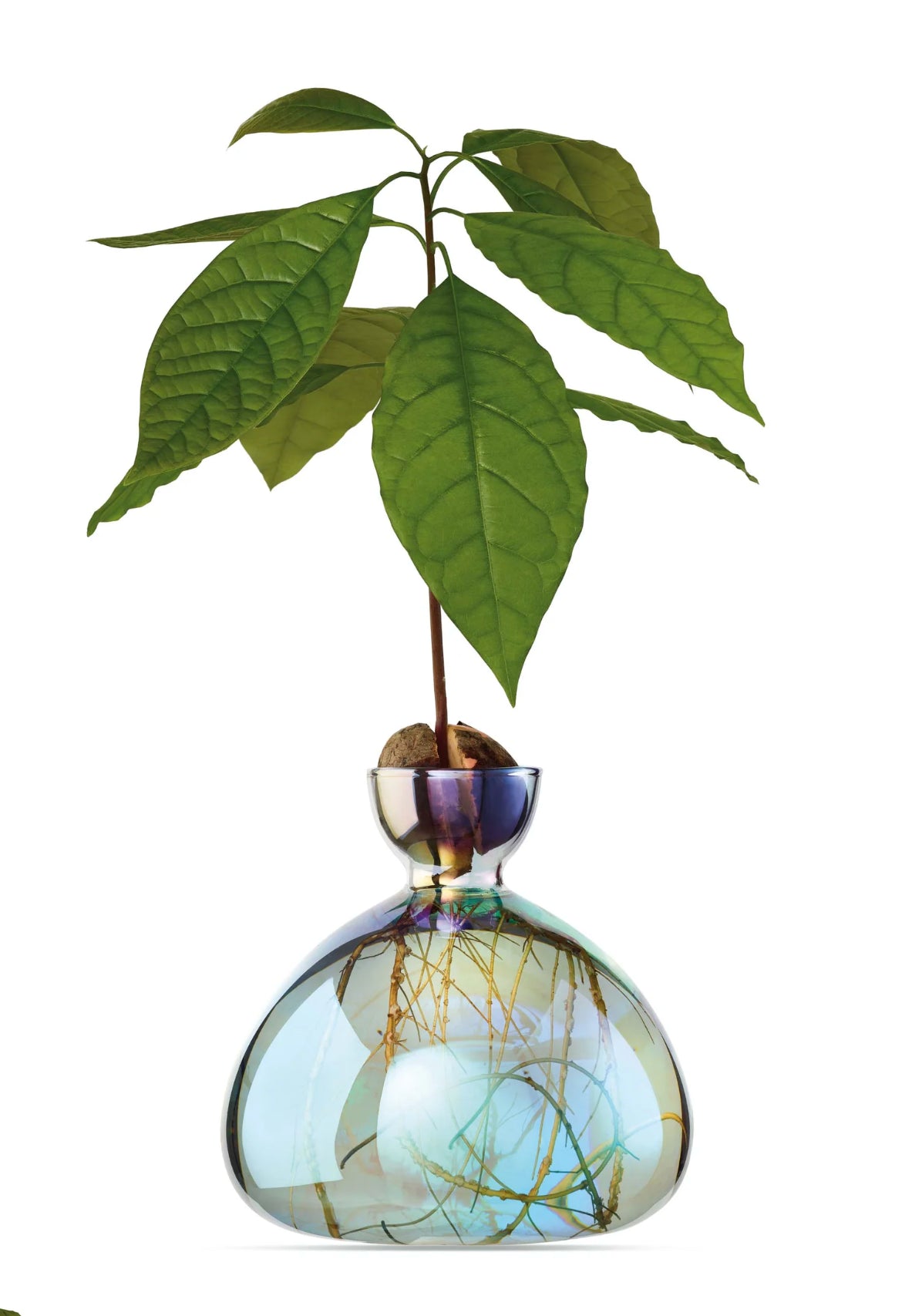 AVOCADO VAAS - COSMIC ASTRA