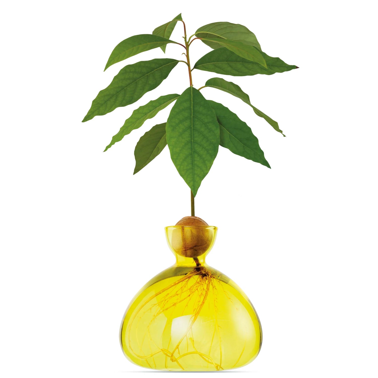 AVOCADO VAAS - SUNLIGHT YELLOW