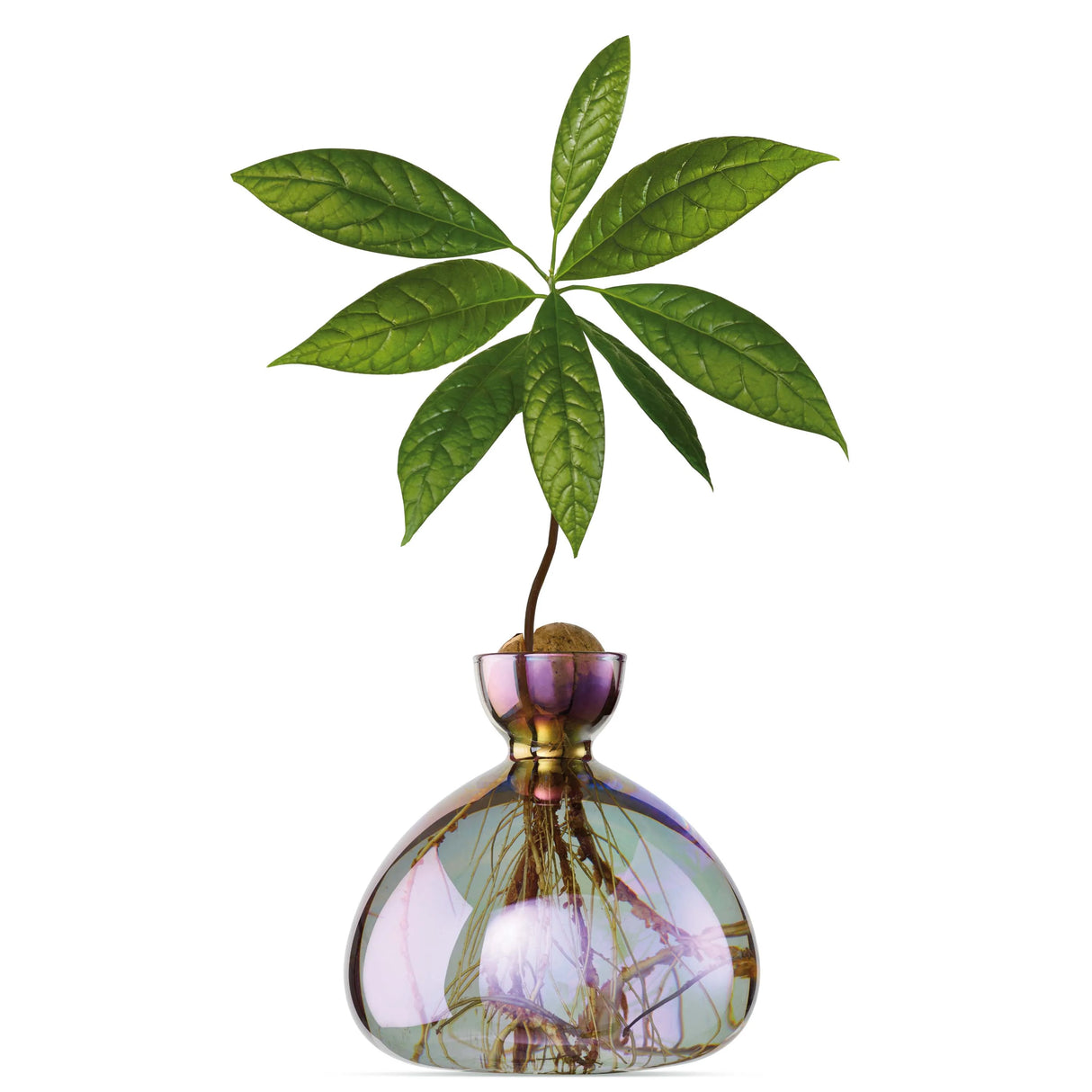 AVOCADO VAAS - COSMIC VEGA