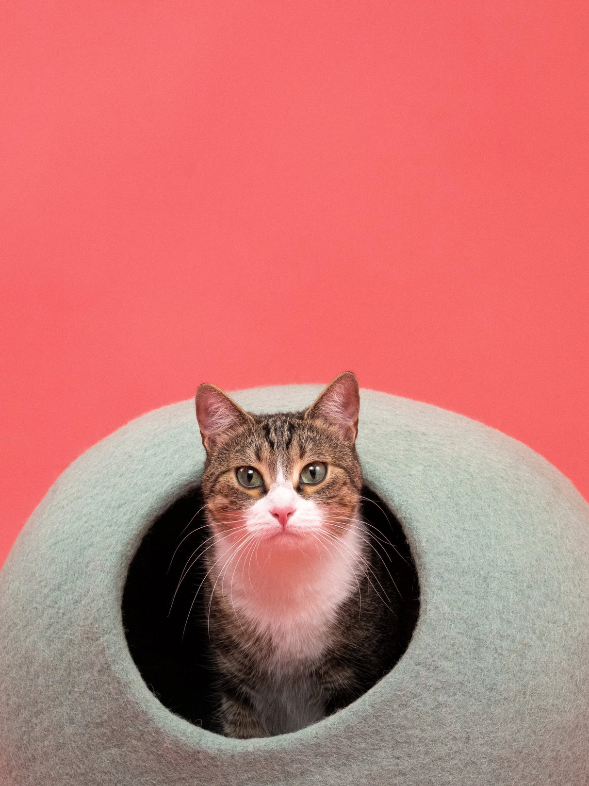FINE KATTENGROT