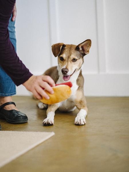 HONDENSPEELTJE - HOT DOG