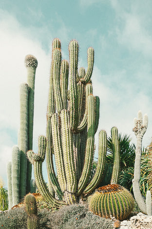 POSTER JARDIN EXOTIQUE