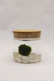 MARIMO 2