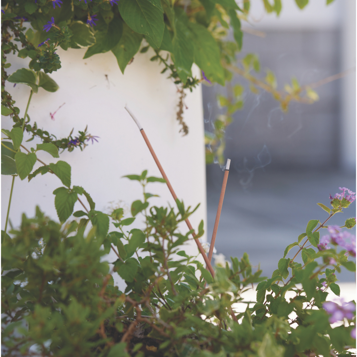 TUIN WIEROOK & HOUDER