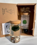 MARIMO 4