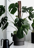 ZAKKIA PODIUM POT