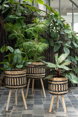 KUNSTSTOFPLANT - CALATHEA PLANT
