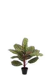 KUNSTSTOFPLANT - CALATHEA PLANT