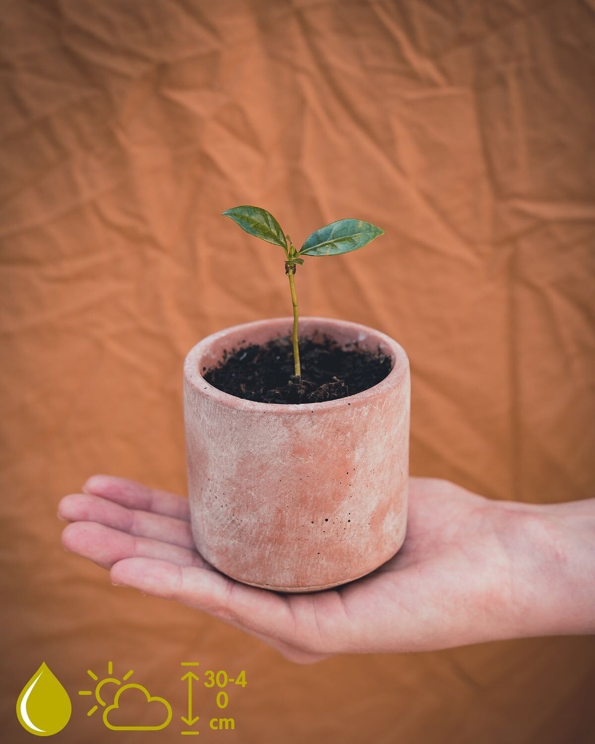 KWEEKSET COFFEA ARABICA