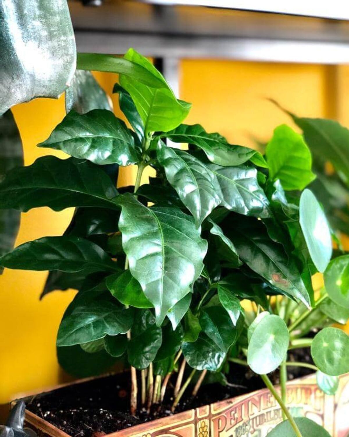 KWEEKSET COFFEA ARABICA