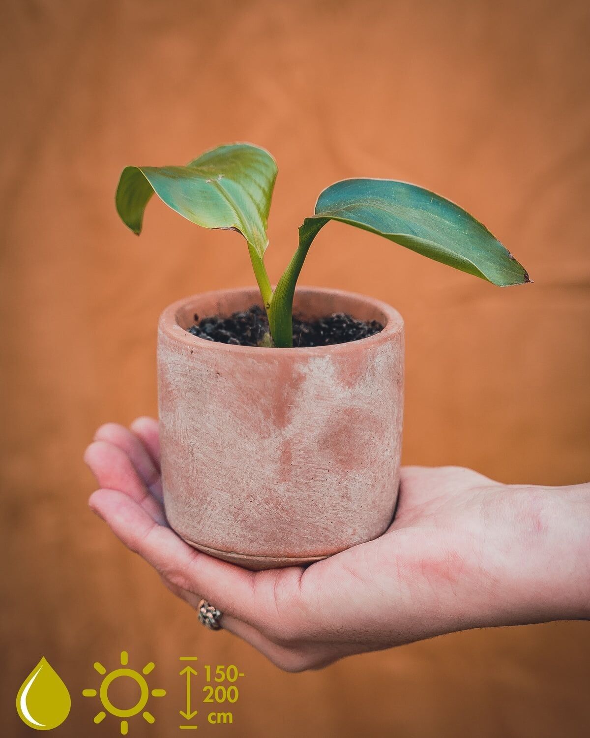 KWEEKSET STRELITZIA NICOLAI