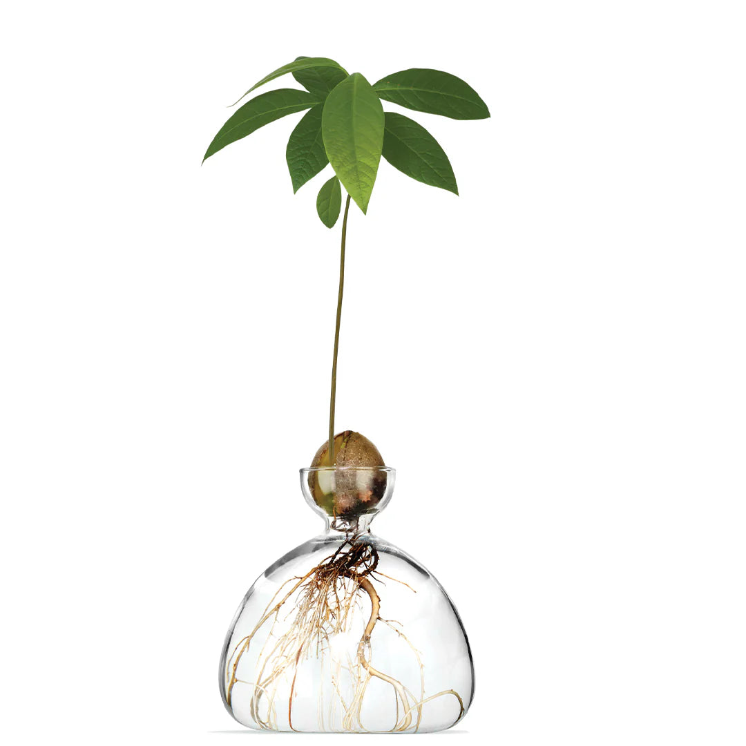 AVOCADO VAAS - CLEAR