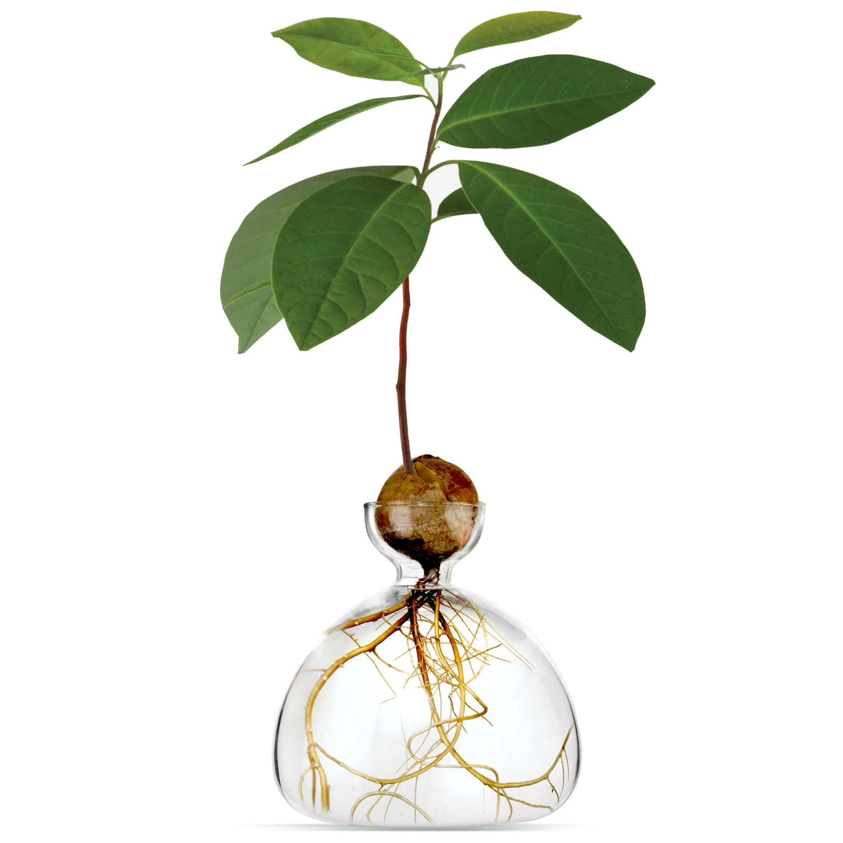 AVOCADO VAAS - CLEAR