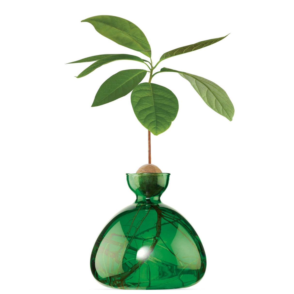 AVOCADO VAAS - EMERALD GREEN