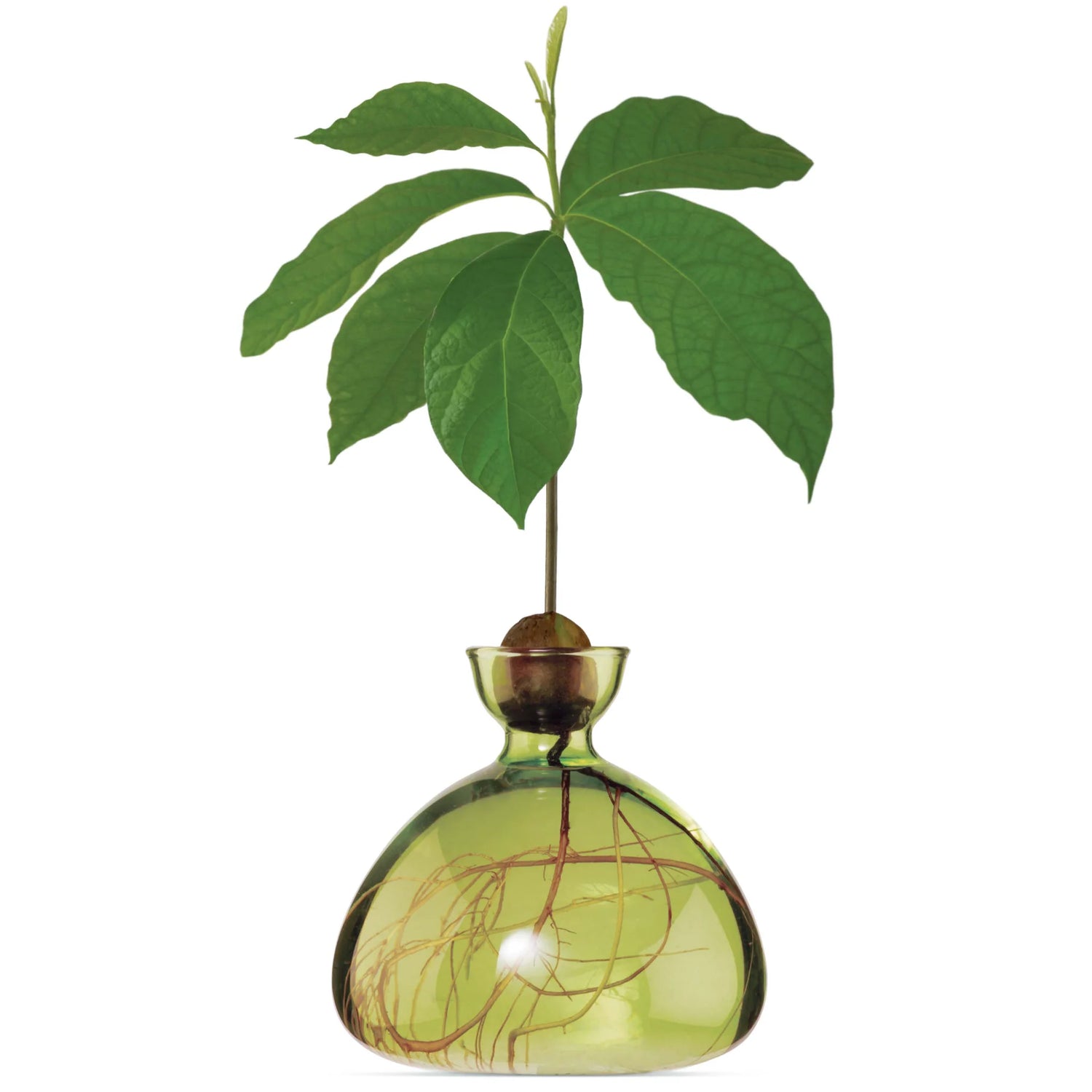 AVOCADO VAAS - GRASS GREEN
