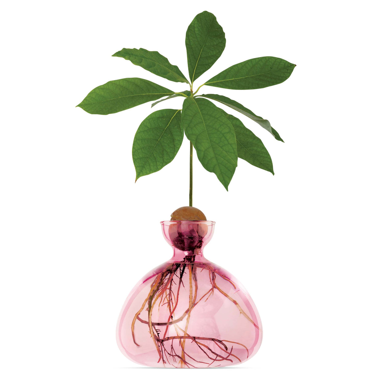 AVOCADO VAAS - ROSE PINK