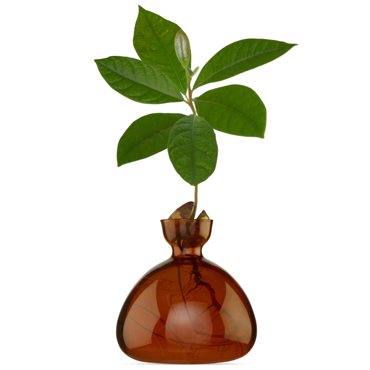 AVOCADO VAAS - RUSSET BROWN