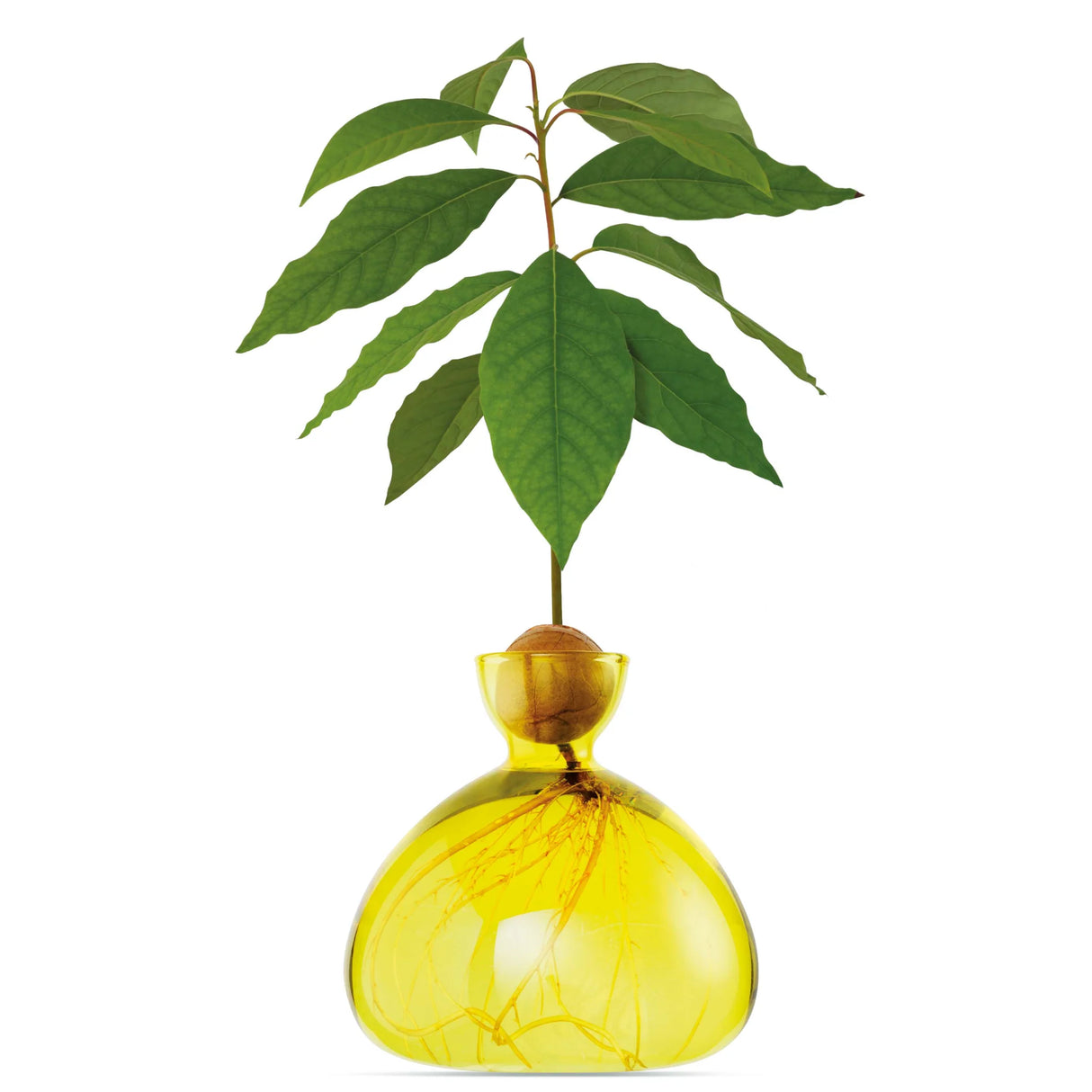 AVOCADO VAAS - SUNLIGHT YELLOW