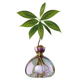 AVOCADO VAAS - COSMIC VEGA