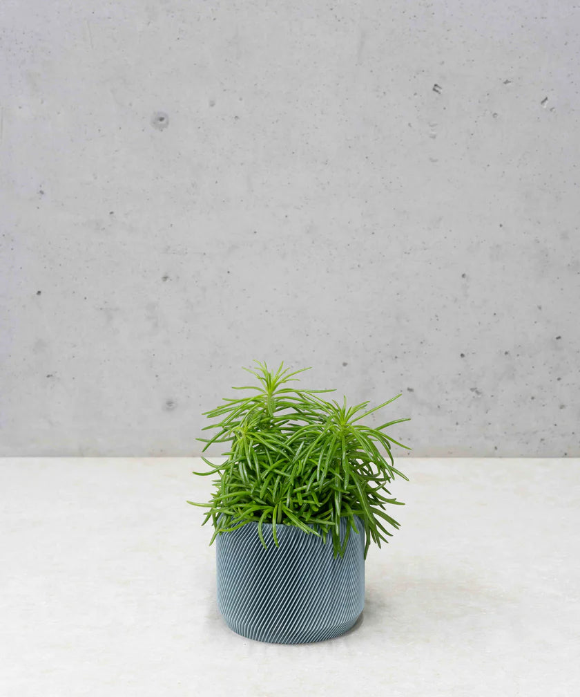 LOU PLANTENPOT