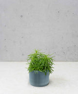 LOU PLANTENPOT
