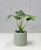 JACKY PLANTENPOT