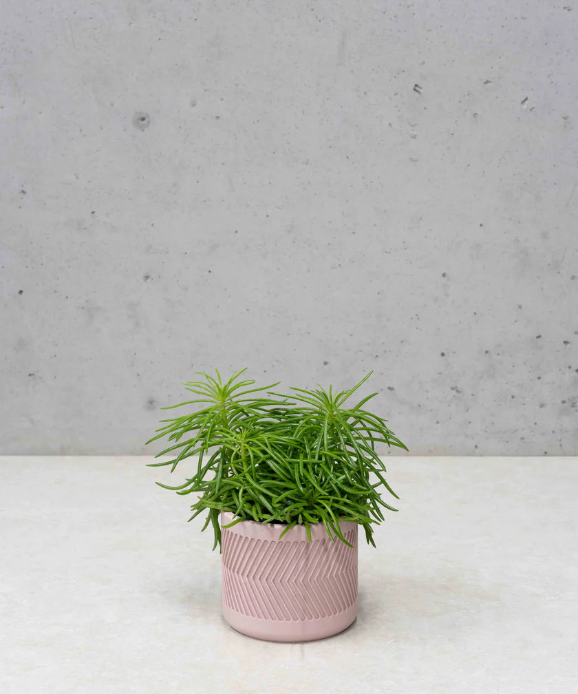 RALPH PLANTENPOT
