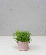 RALPH PLANTENPOT