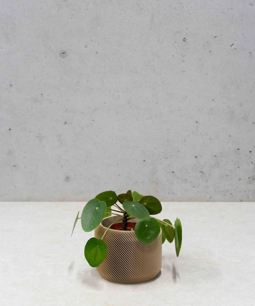LOU PLANTENPOT
