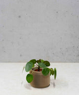 LOU PLANTENPOT