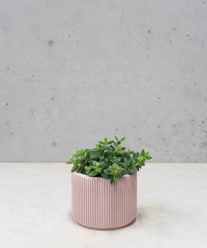 MILLIE PLANTENPOT
