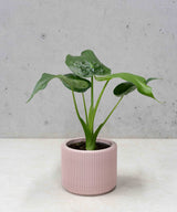 MILLIE PLANTENPOT