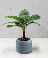 LOU PLANTENPOT