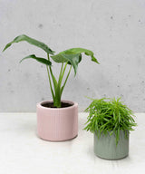 MILLIE PLANTENPOT