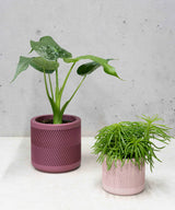 RALPH PLANTENPOT