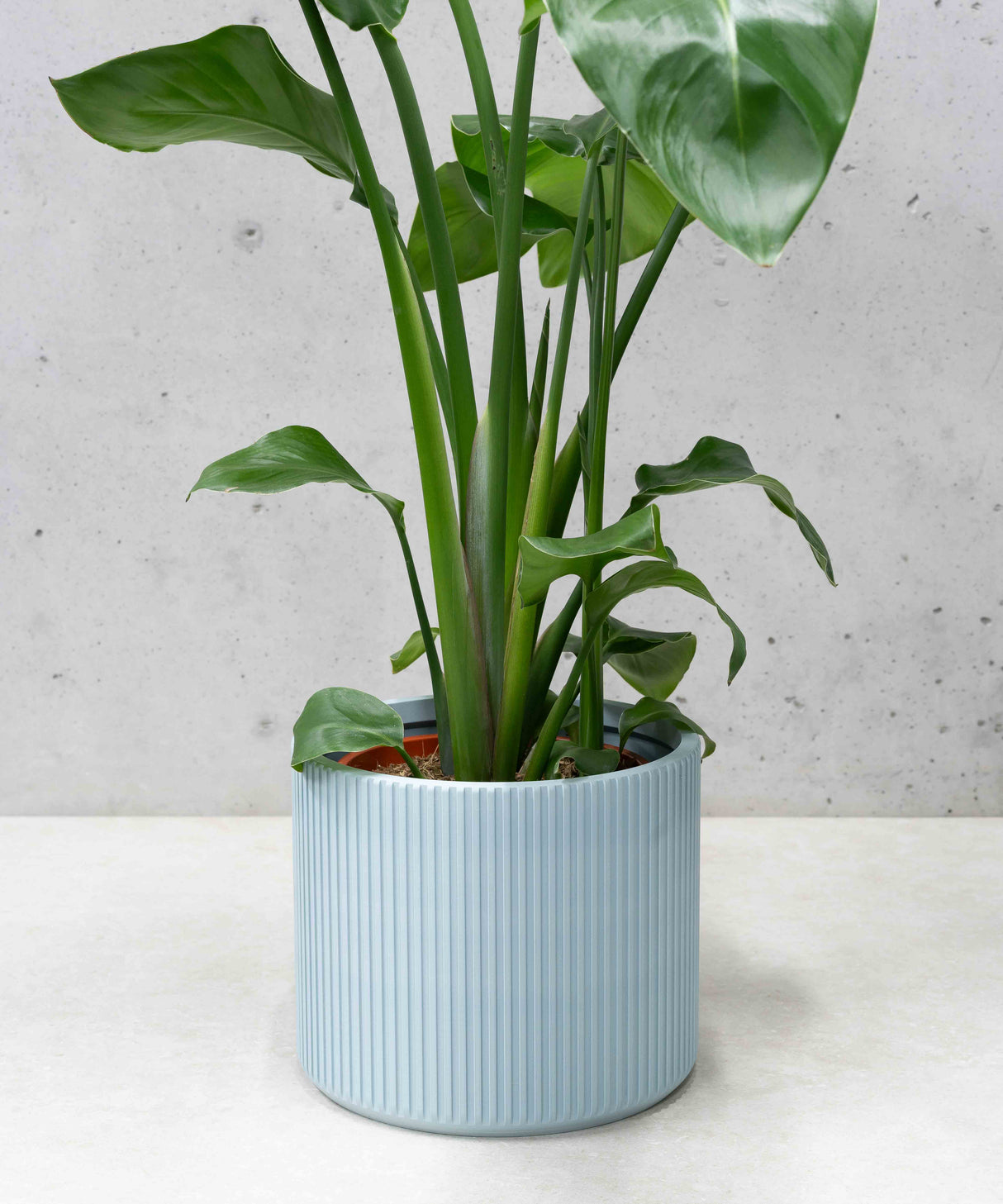 MILLIE PLANTENPOT