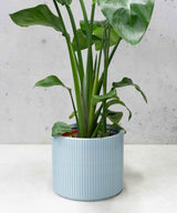 MILLIE PLANTENPOT