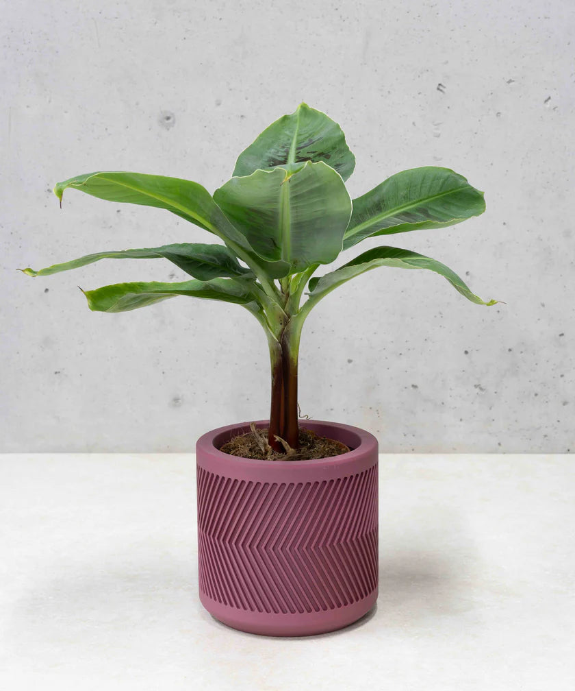 RALPH PLANTENPOT