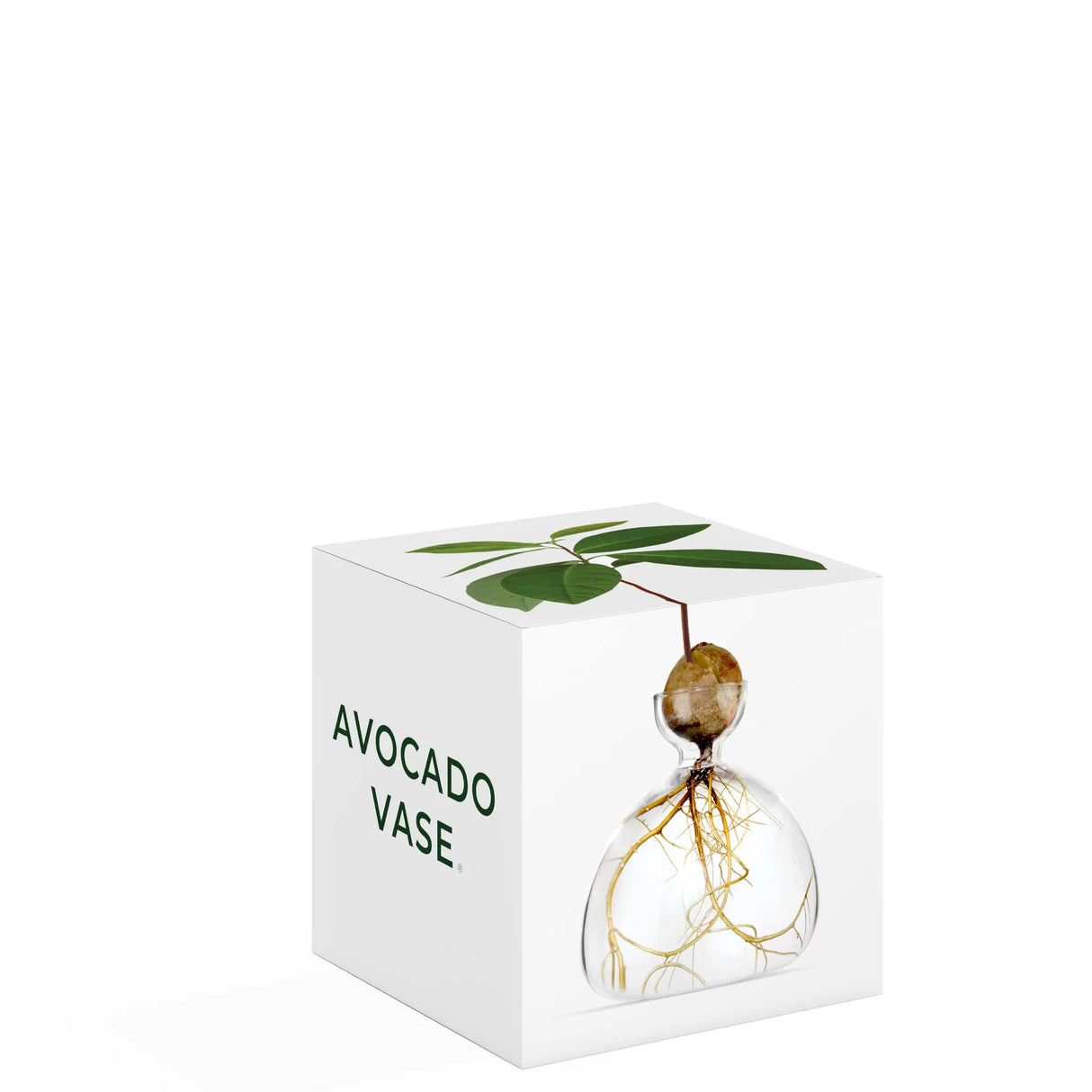 AVOCADO VAAS - CLEAR