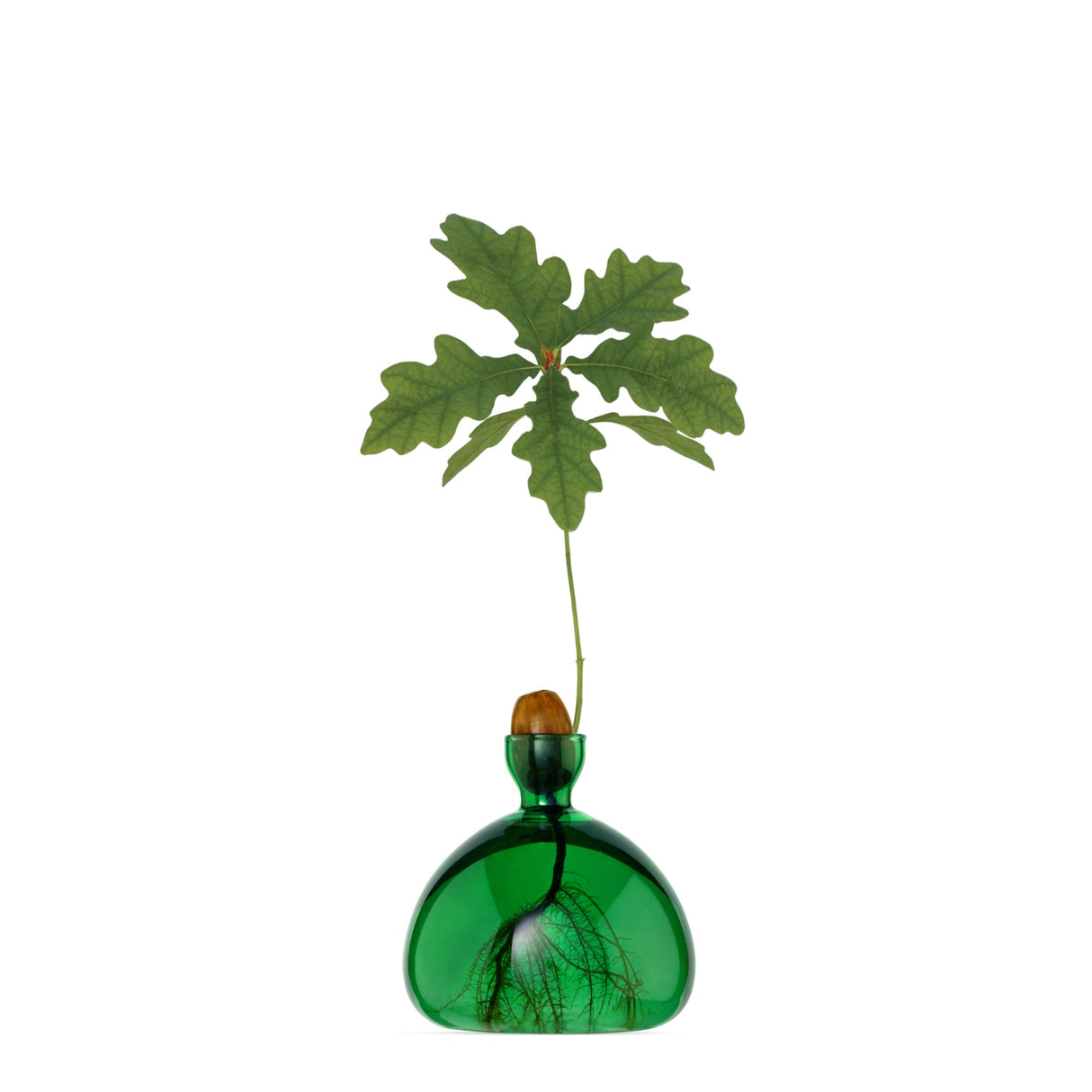 ACORN VAAS - EMERALD GREEN