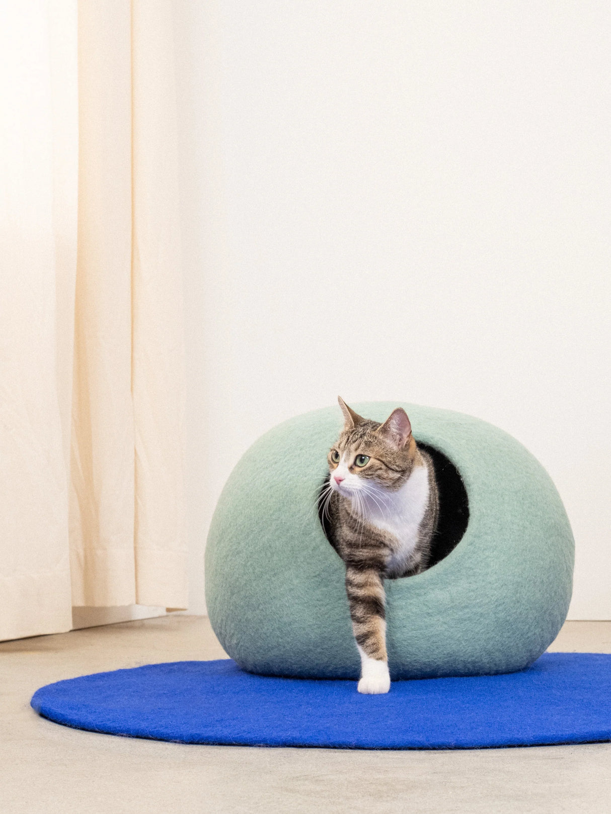 FINE KATTENGROT