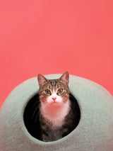 FINE KATTENGROT