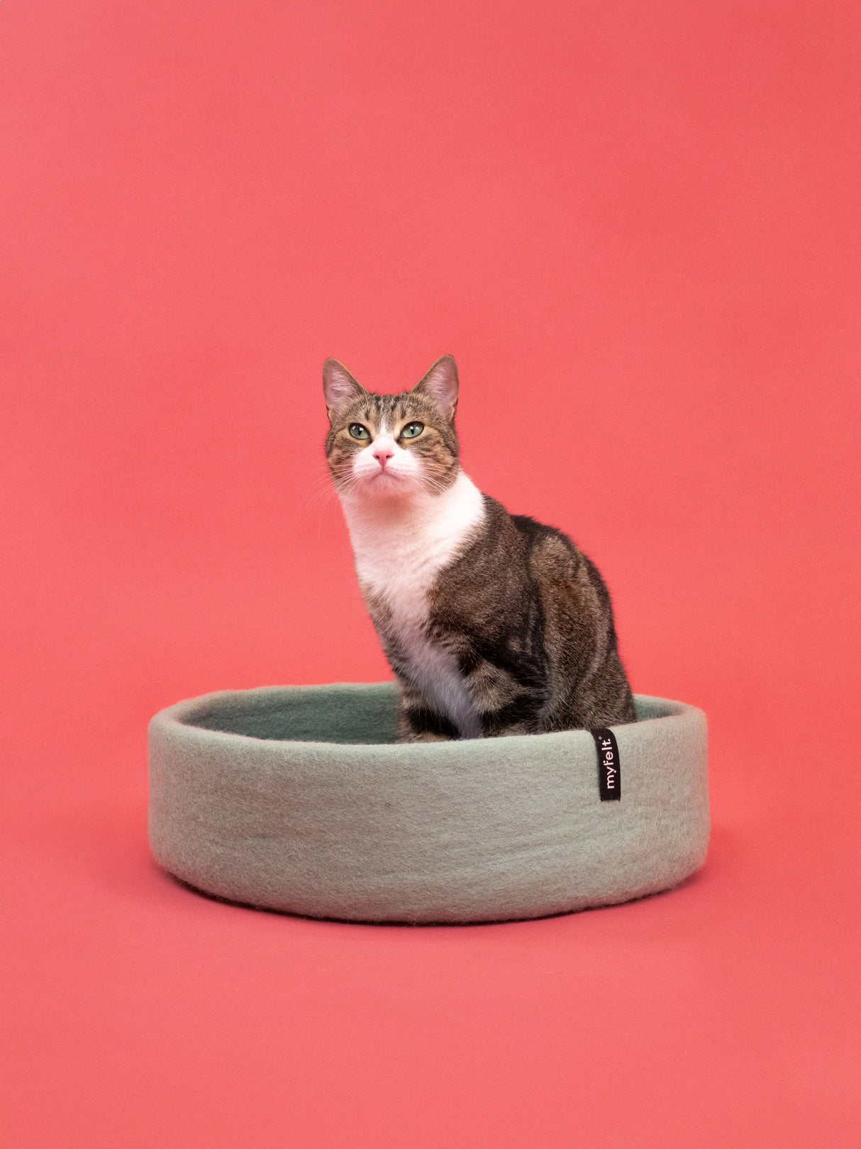 FINE KATTENMAND