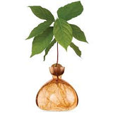AVOCADO VAAS - SWEET APRICOT